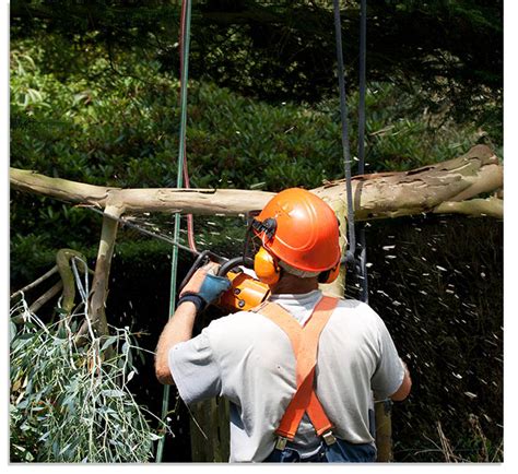 tree service lakeland fl|Iba pa.